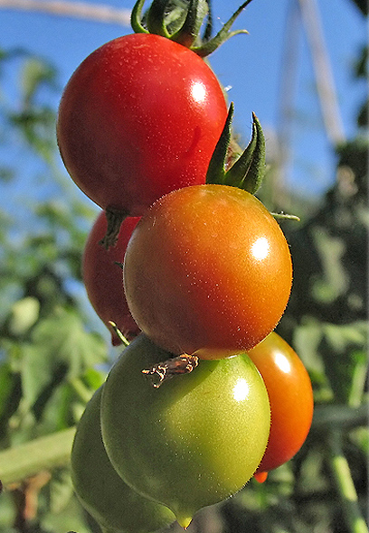 Fiori di primavera